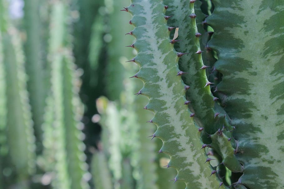 green cactus, plant, cuba, plants, spines, aloe, inflatable, spider, HD wallpaper