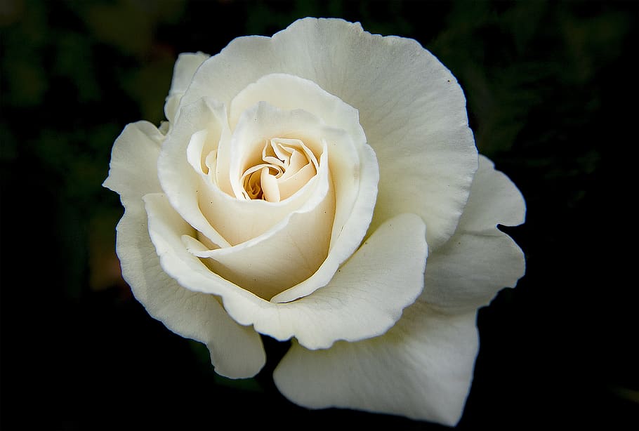White Rose, bloom, blossom, flora, flower, HD wallpaper, ian watts HD wallpaper