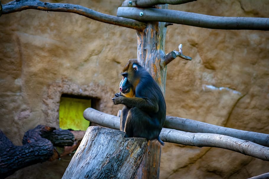monkey, wildlife, zoo, animal themes, animal wildlife, one animal HD wallpaper
