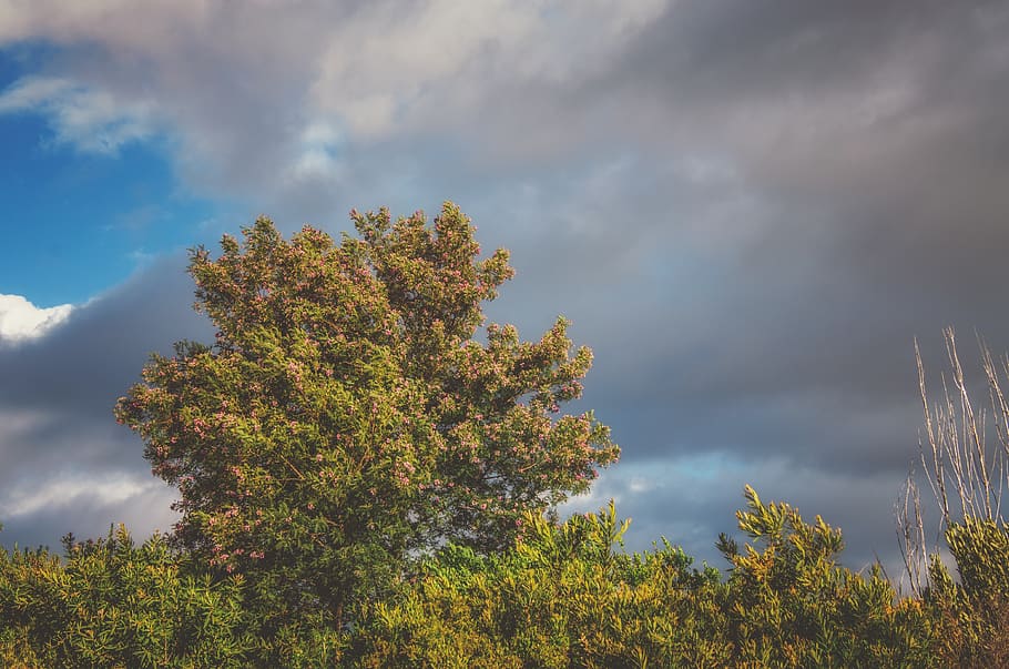 tree, sky, clouds, landscape, nature, mood, atmosphere, evening HD wallpaper