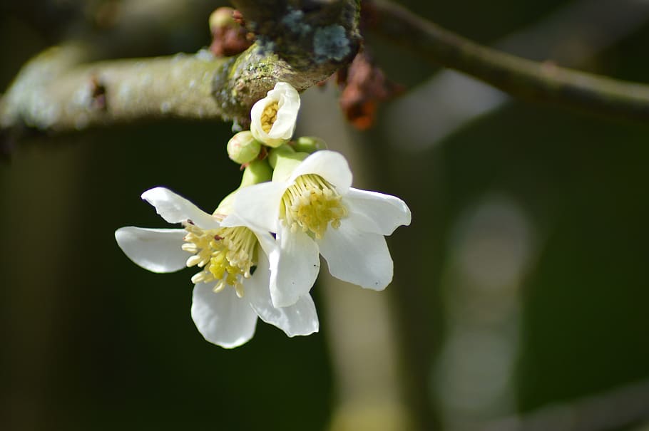 flower, bud, nature, spring, garden, tree, white, branch, flowering plant HD wallpaper