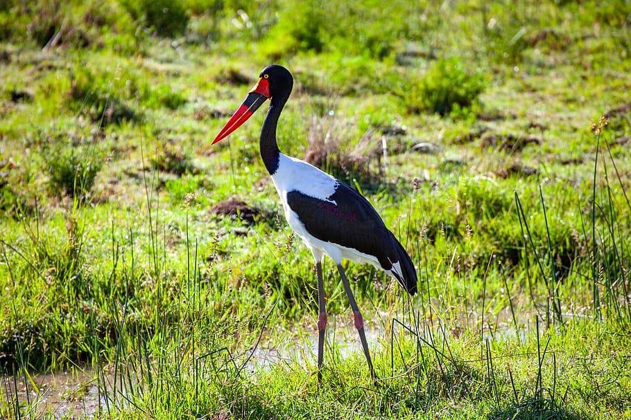 stork, grass, kenya, bird, nature, meadow, bill, animal, savannah HD wallpaper
