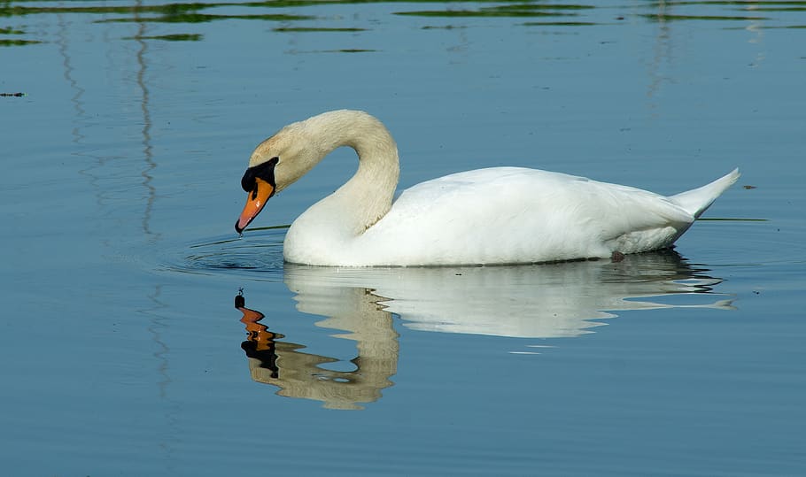 swan, bird, nature, white, elegant, water, animal themes, animals in the wild HD wallpaper