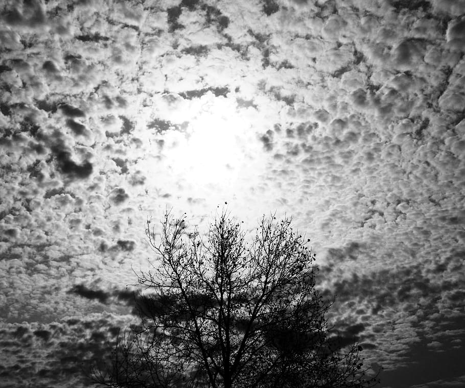 tree, sky, plant, cloud - sky, no people, nature, beauty in nature HD wallpaper