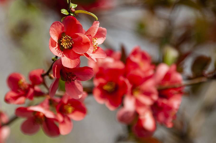 ornamental quince, blossom, bloom, red, bush, chaenomeles, ornamental shrub, HD wallpaper