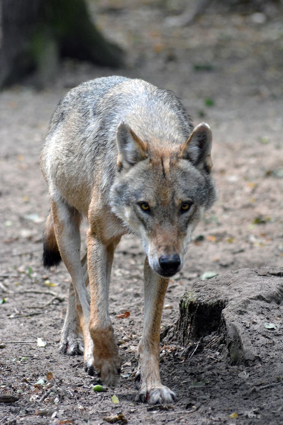 wolf, close up, forest, nature, animal world, fur, wilderness HD wallpaper