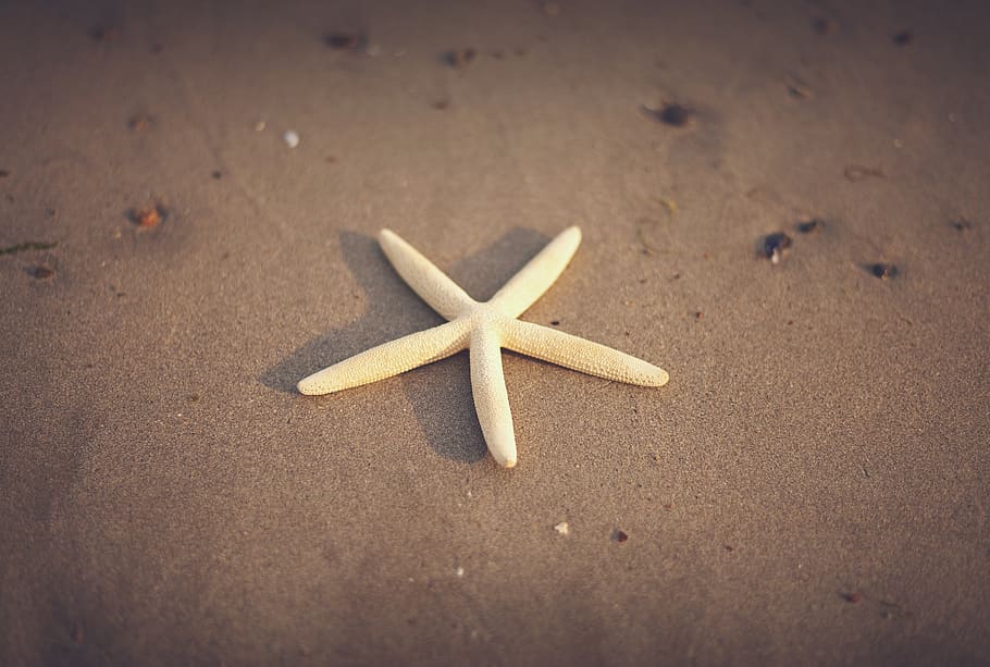 starfish, beach, sand, summer, shore, land, sea life, star shape HD wallpaper