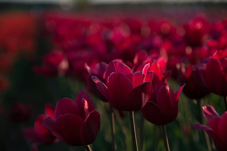 tulips, flowers, spring, plant, garden, red, figure, color HD wallpaper