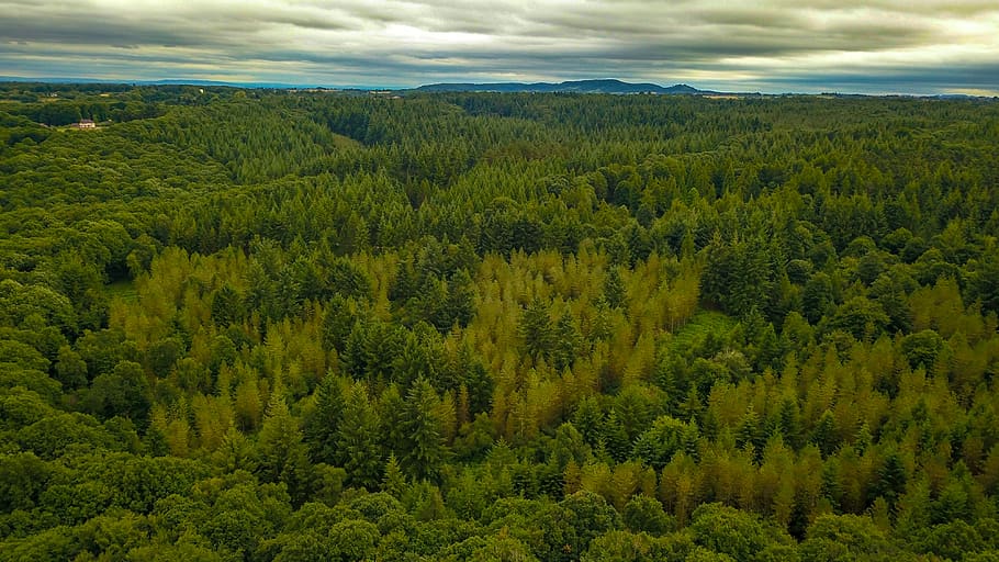 forest, trees, drone, mavic pro, aerial, photography, green HD wallpaper