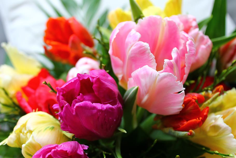 tulips, spring, flowers, nature, garden, pink, blossom, colorful HD wallpaper
