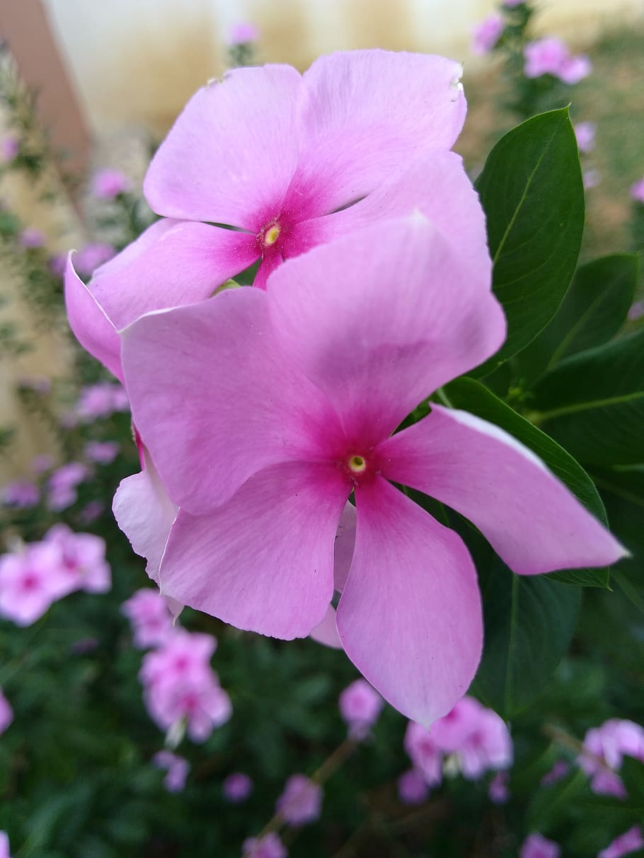 Tilt Shift Lens Photography of Pink Flowers, beautiful, bloom HD wallpaper