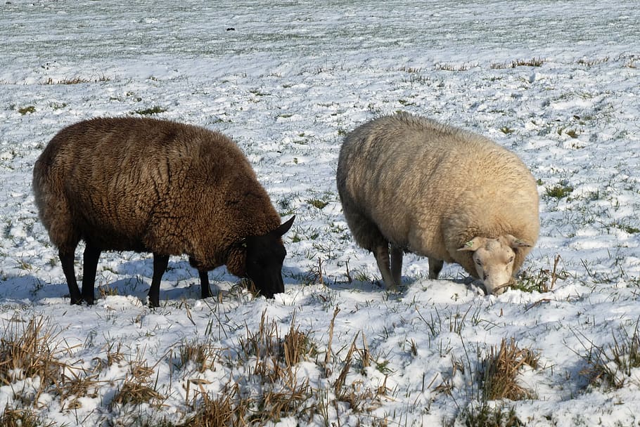sheep, winter, pasture, wool, mammal, snow, landscape, browser HD wallpaper