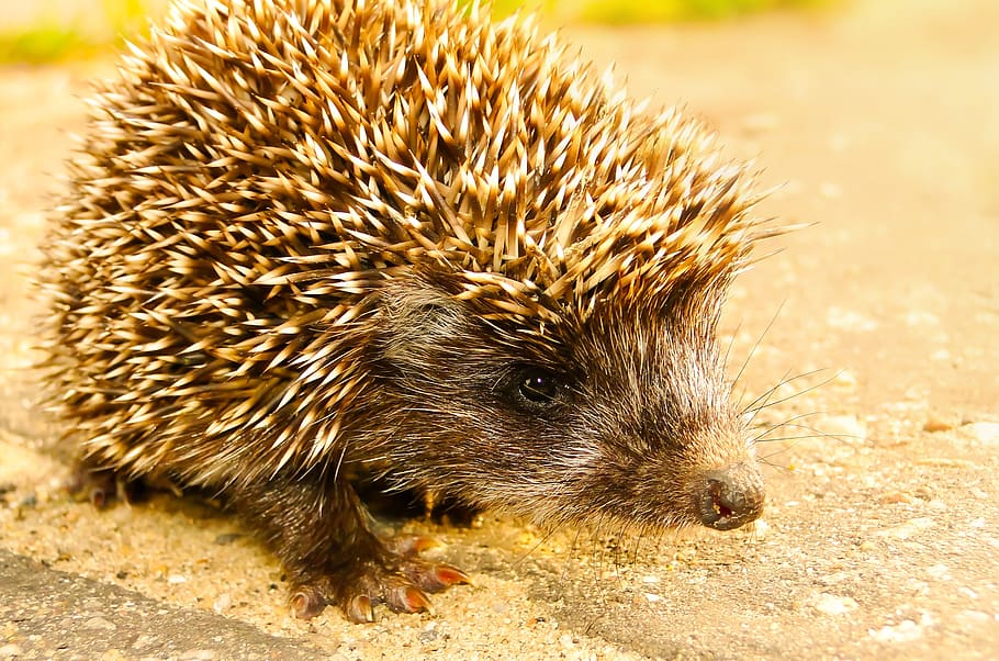 brown hedgehog on field, animal themes, one animal, mammal, animal wildlife HD wallpaper