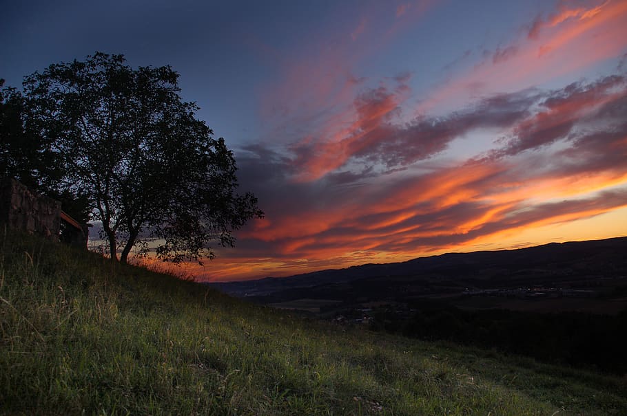 austria, sky, burning, tree, gras, beauty in nature, plant HD wallpaper