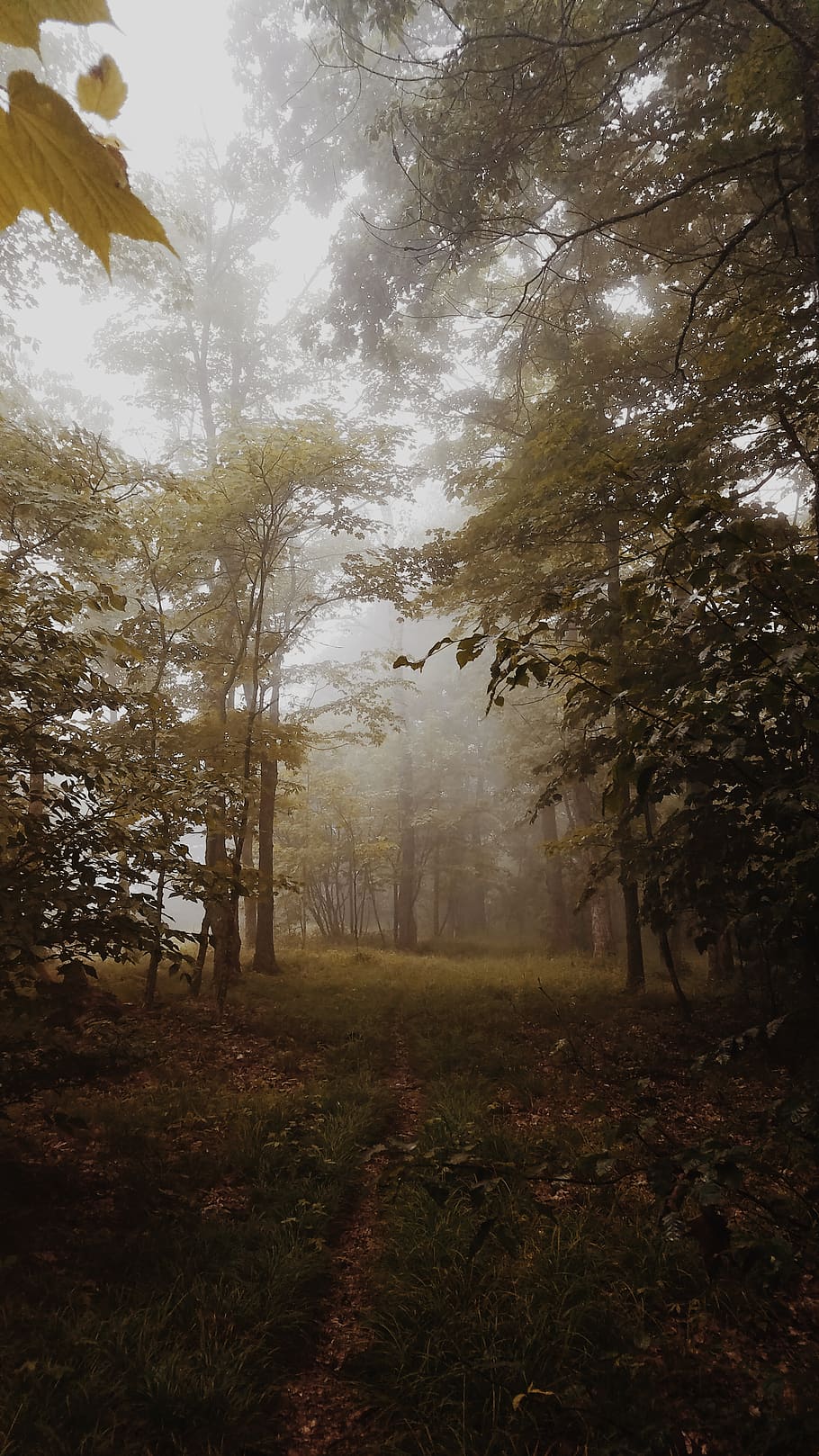 tree, plant, land, tranquility, fog, beauty in nature, tranquil scene HD wallpaper