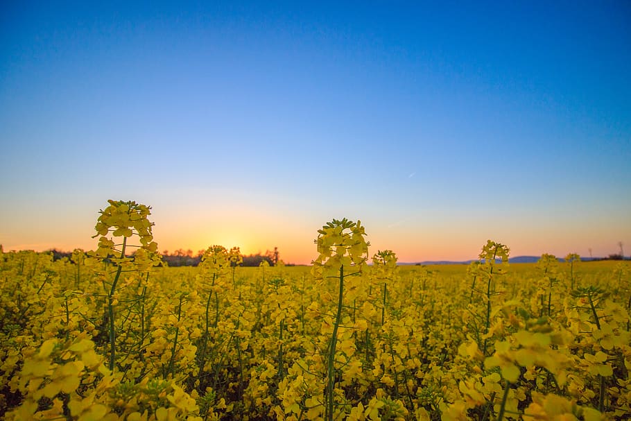 Landscape Photography of Yellow Flower Field Under Blue Sky during Daytime HD wallpaper