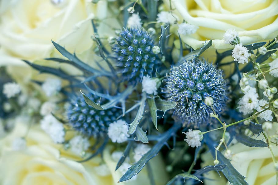 thistle, blue, flower, nature, plant, blossom, bloom, prickly HD wallpaper