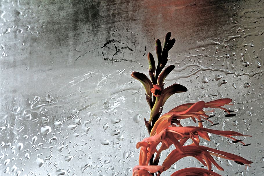 shadow, window, rain, orange, flower, wall - building feature HD wallpaper
