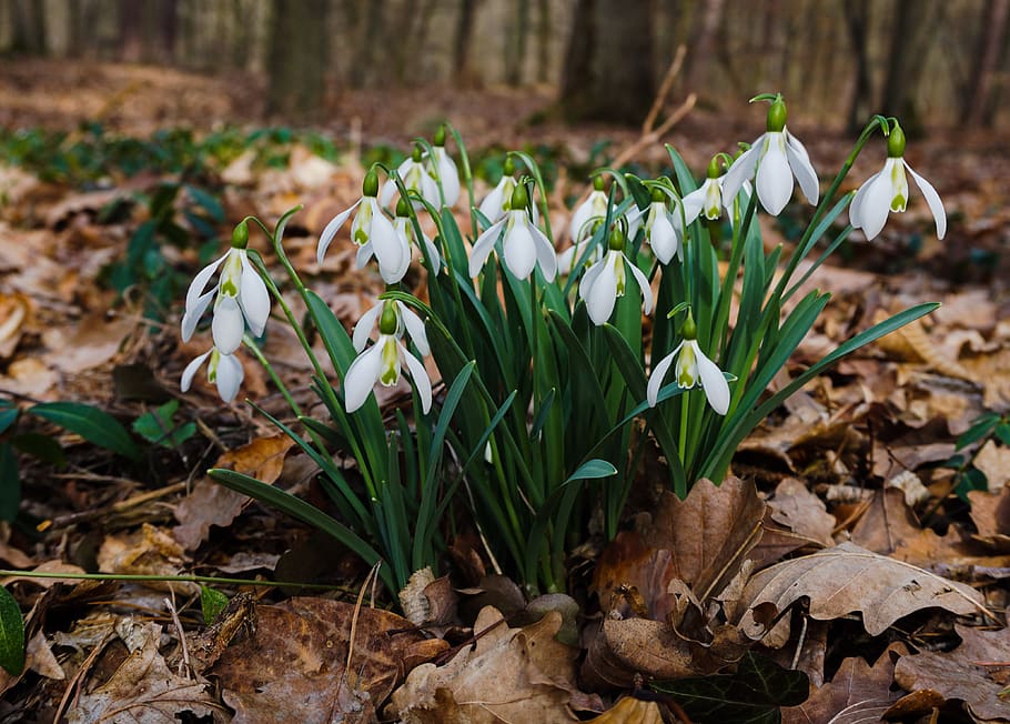 forest, snowdrop, walk in the forest, spring, nature, green HD wallpaper