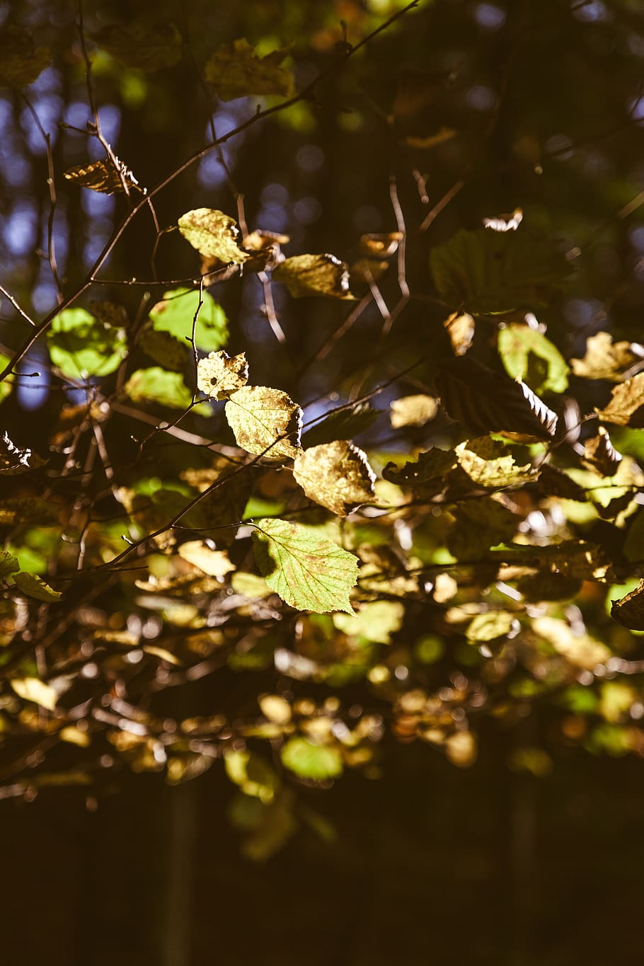 plant, leaf, tree, veins, flare, light, sunlight, vegetation HD wallpaper