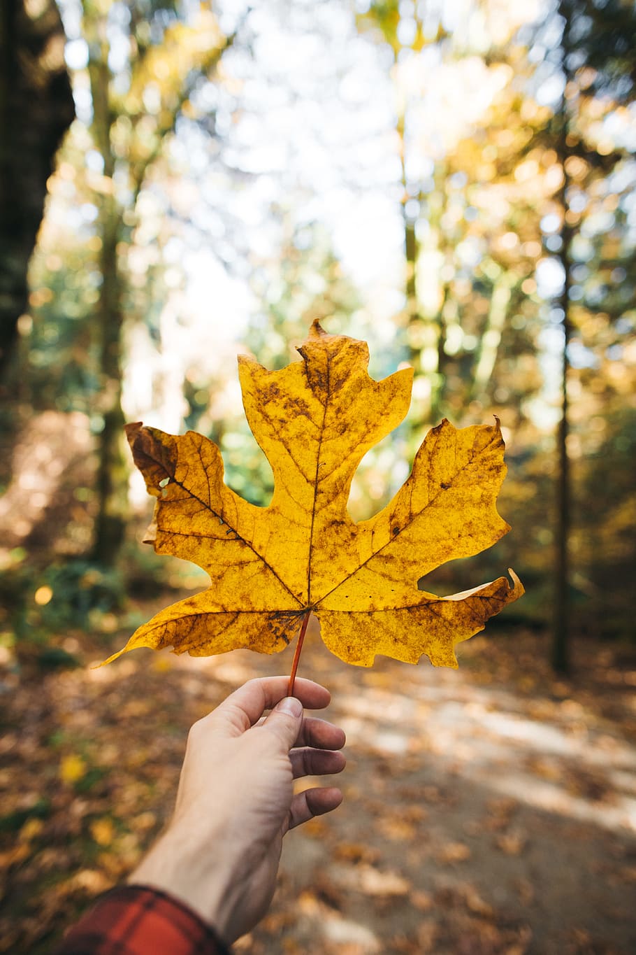 selective focus photography of person holding brown maple leaf HD wallpaper