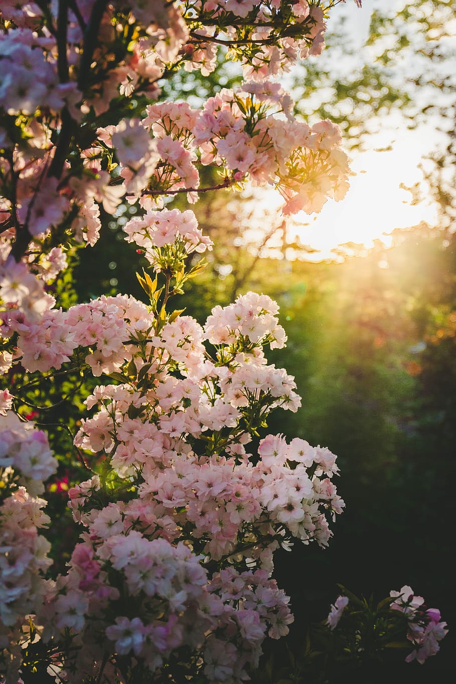 blooming, spring, garden, blossom, flower, nature, white, pink HD wallpaper