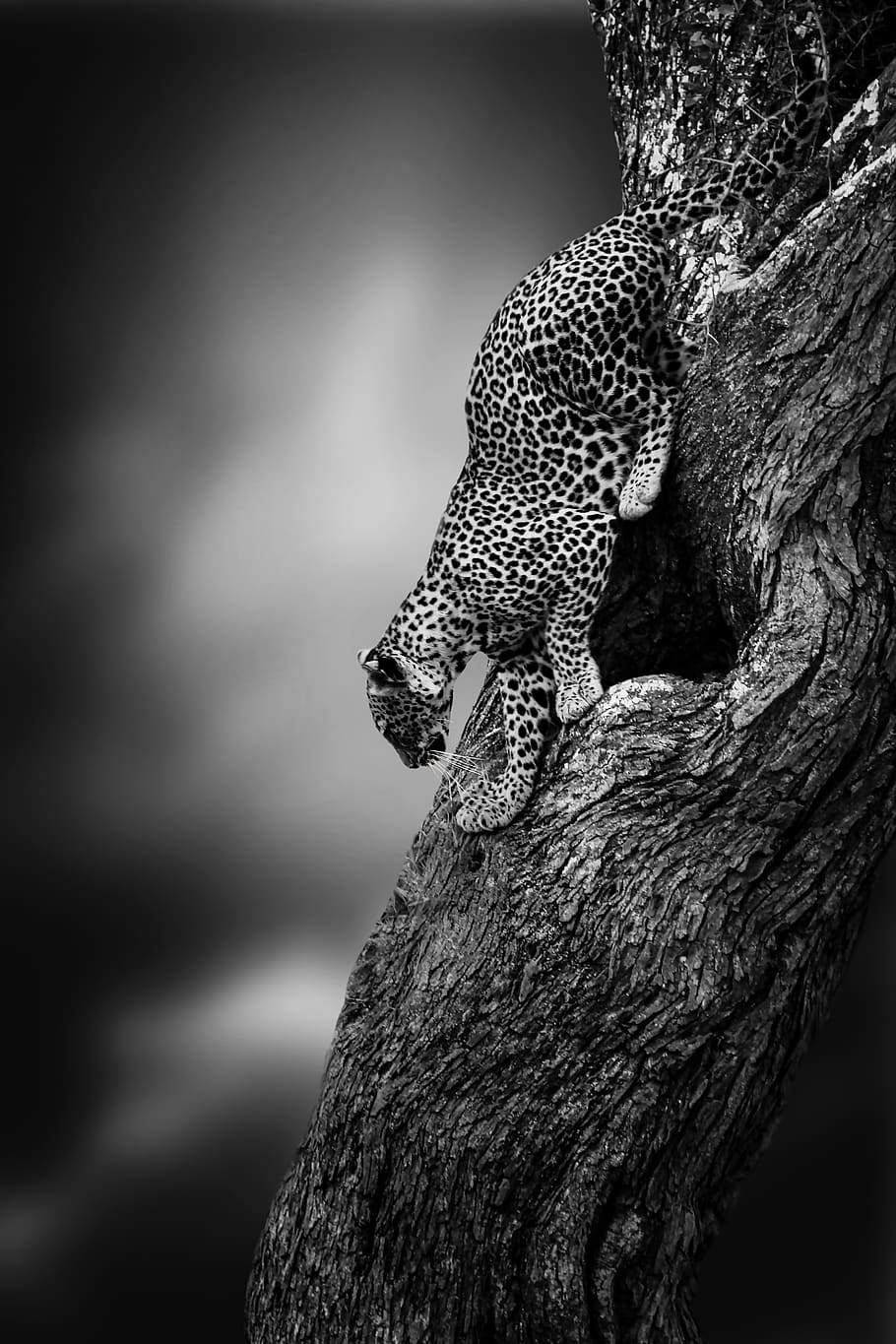 leopard, big cat, wildlife, predator, safari, mammal, fur, hunter HD wallpaper