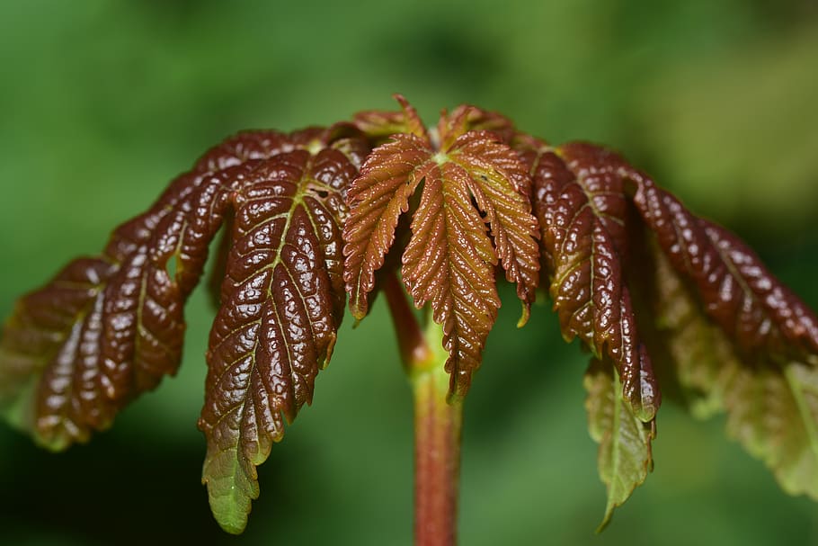 Summer grow. Фикс молодые листья коричневые. Youngleaf.