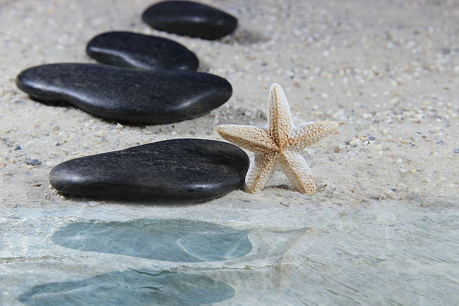 sand, beach, stones, starfish, water, nature, pebble, sea, mirroring HD wallpaper