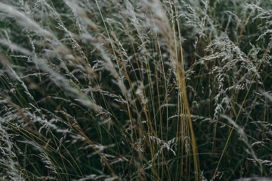 wind blowing gray plants, grass, lawn, grain, food, produce, vegetable HD wallpaper