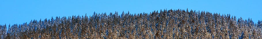 tree, plant, pine, fir, abies, conifer, christmas tree, ornament HD wallpaper