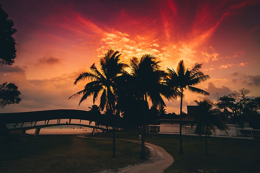 Silhouette of Coconut Trees, beach, clouds, cloudy sky, dawn HD wallpaper