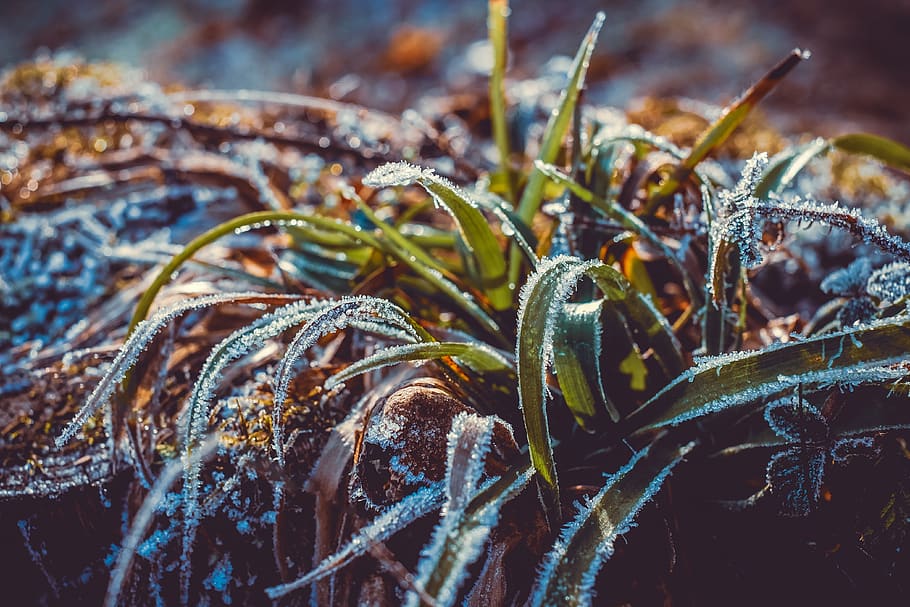 ice, eiskristalle, winter, grass, frost, cold, icy, frosty HD wallpaper