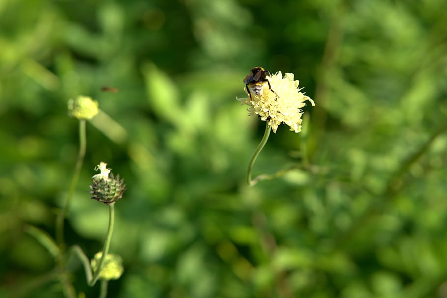 hummel, sprinkle, pollination, blossom, bloom, flower, nature HD wallpaper