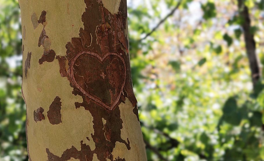 tree, heart, love, bark, romance, valentine's day, romantic HD wallpaper