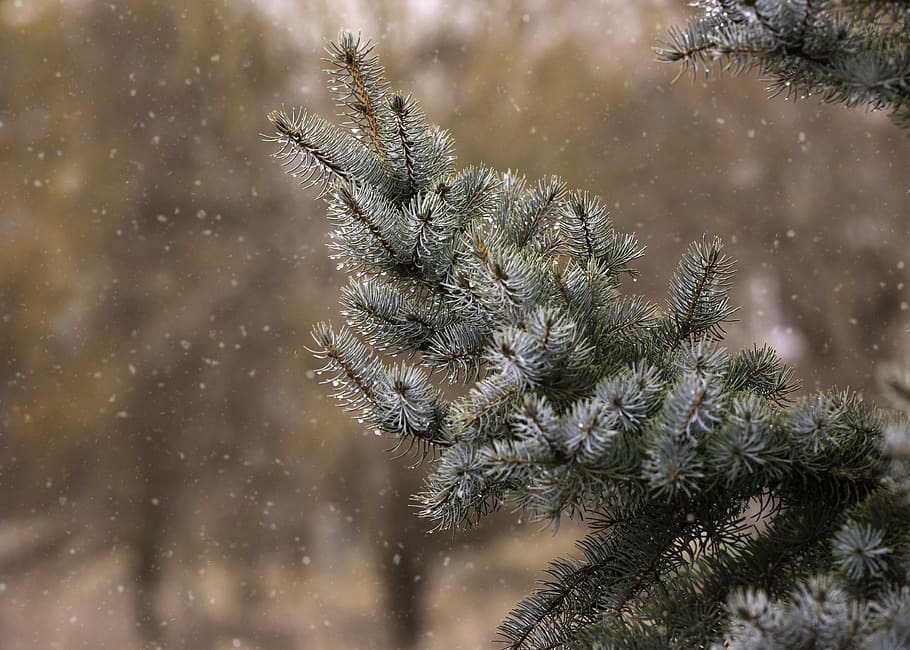 winter, pine, tree, woods, snow, branch, forest, cold temperature HD wallpaper