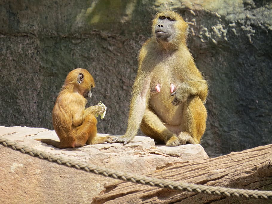 wild, monkey, animal, nature, jungle, zoo, ape, animal wildlife HD wallpaper