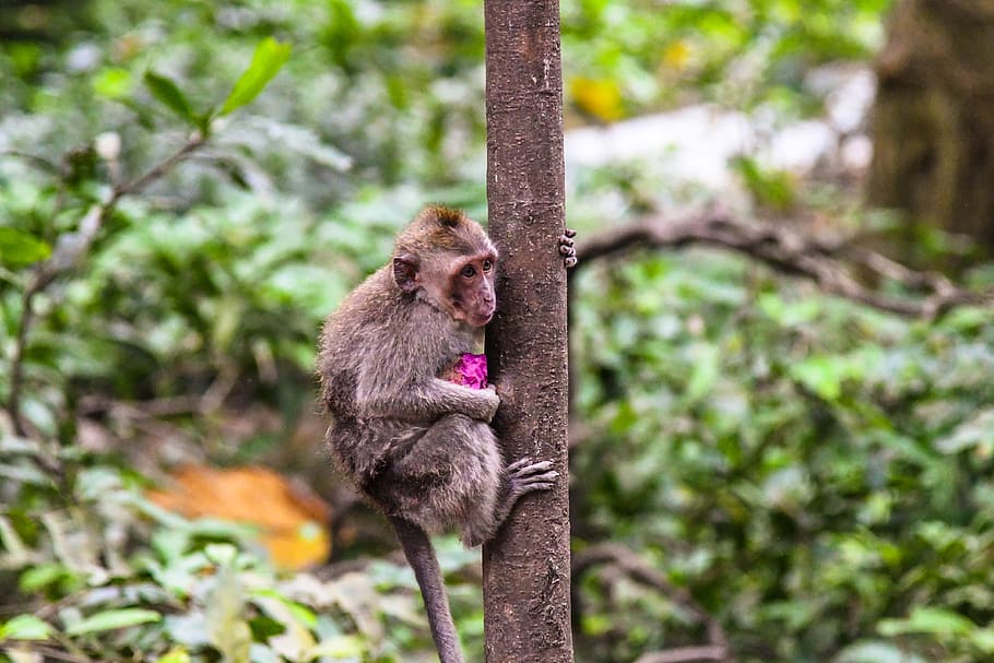 brown monkey climbing on tree at daytime, animal, wildlife, mammal HD wallpaper