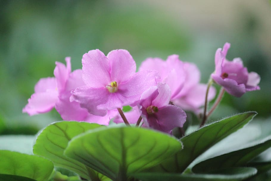 russia, penza, flowering plant, freshness, pink color, close-up HD wallpaper