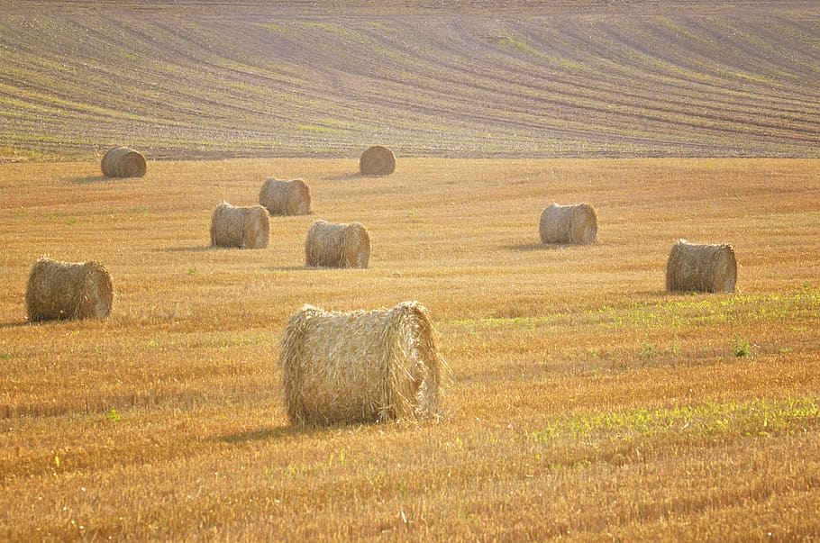 champs, blé, moissons, meule, campagne, hay, bale, field, agriculture, HD wallpaper