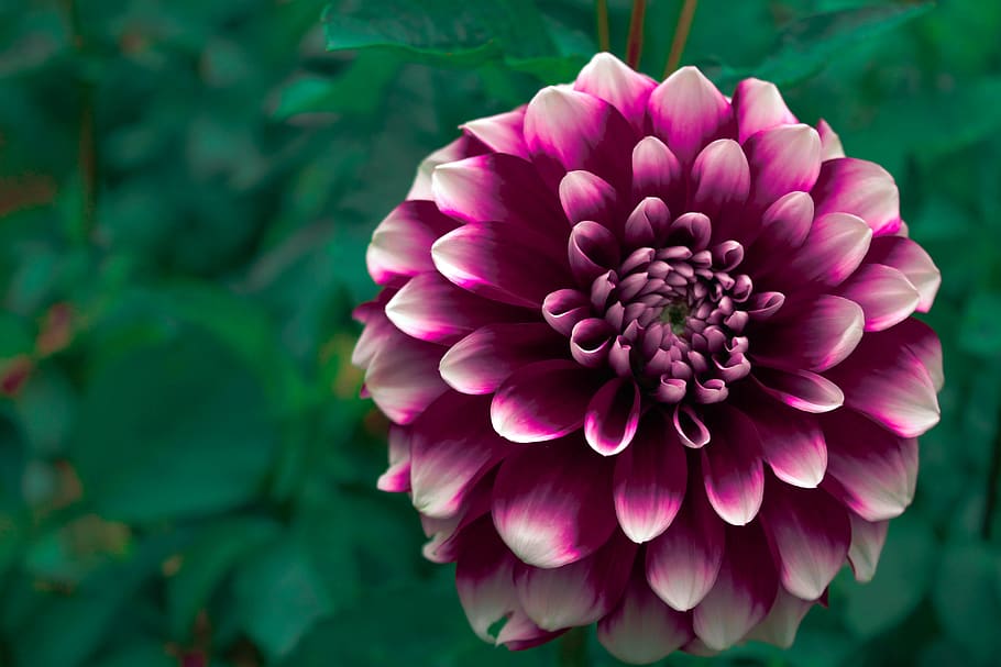 flower, flowers, nature, exploring, photography, beautifill HD wallpaper