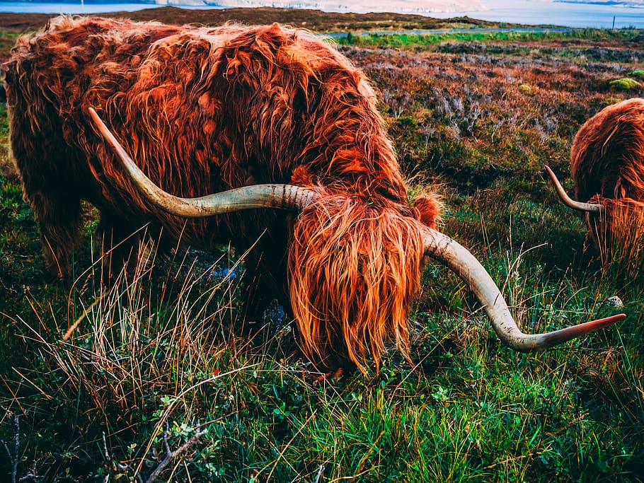 HD wallpaper: longhorn, cattle, mammal, Cow, Highlands, Horns, Animal ...