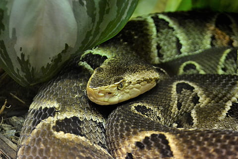 reptile, snake, boa, constrictor, animal, head, camouflage HD wallpaper