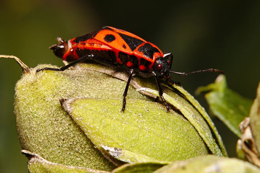 fire bug, insect, close up, macro, insect photo, garden, fire bugs HD wallpaper