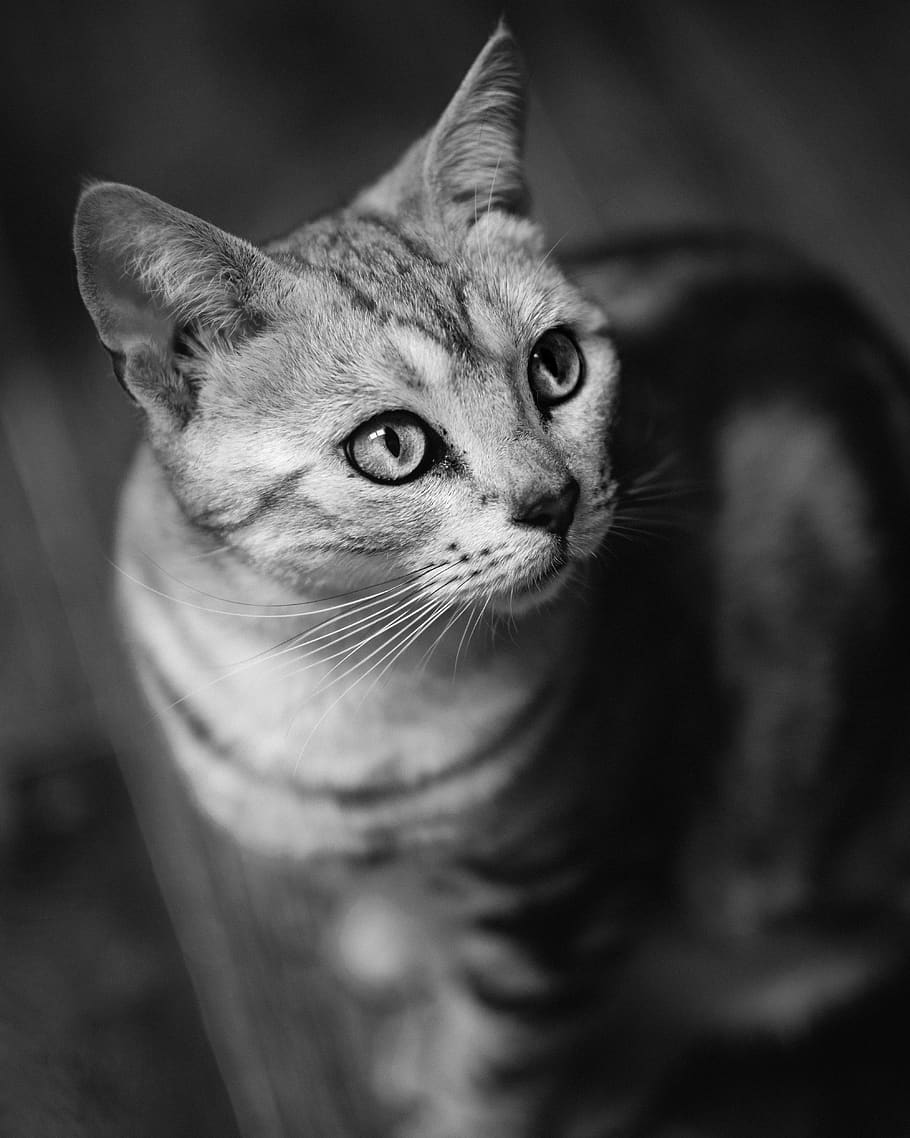 still, portrait, shadow, light, blackandwhite, face, eye, fur HD wallpaper
