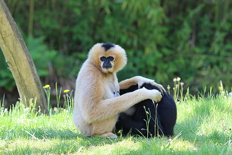 gibbon, zoo, planckendael, monkey, mammal, grass, animal wildlife HD wallpaper