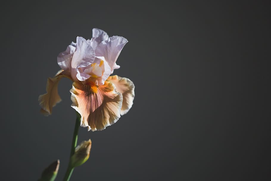 Iris Flower In Sun Photo, Flowers, Plants, flowering plant, vulnerability HD wallpaper