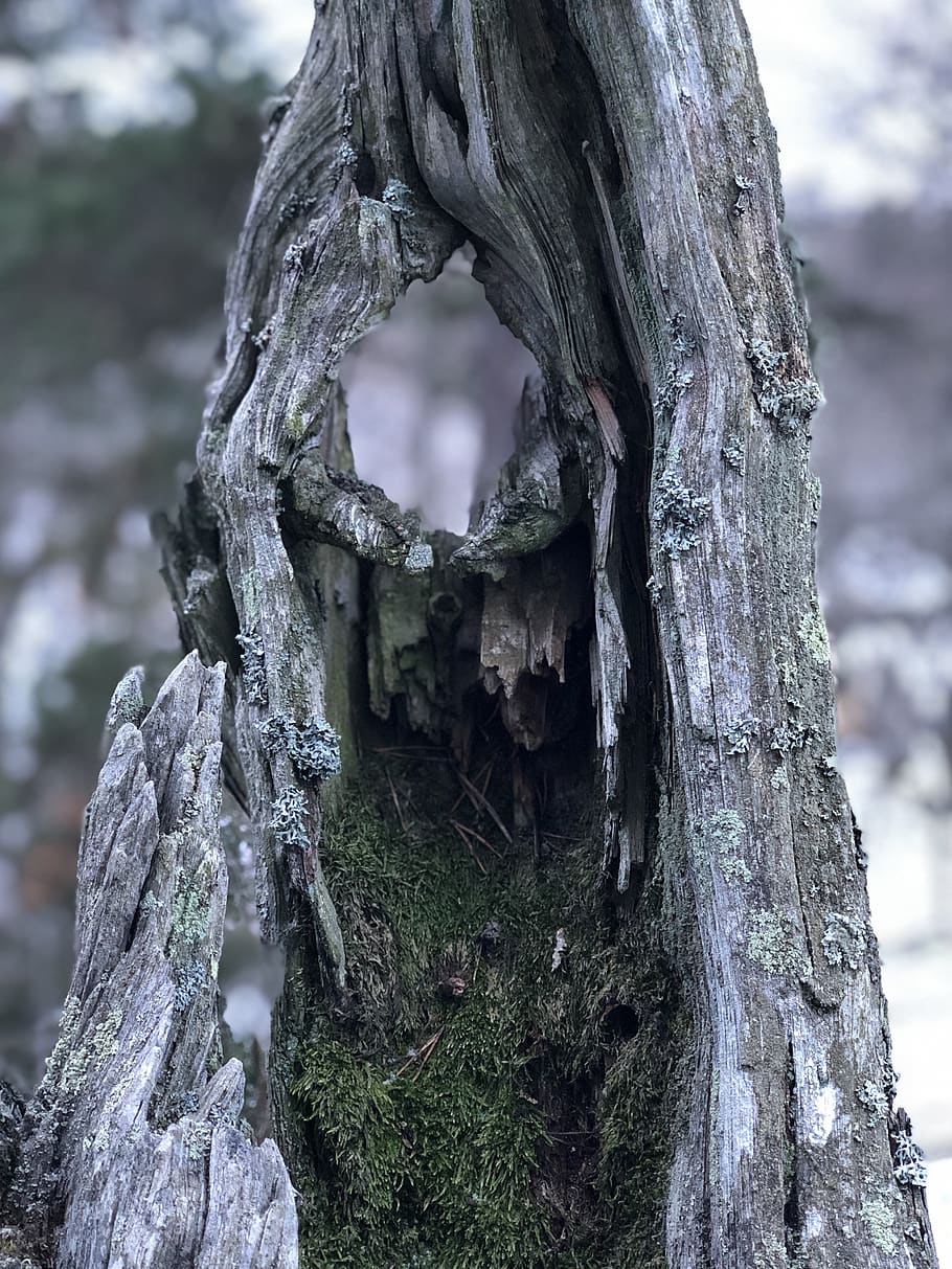 gray bark tree, plant, hole, tree trunk, skärholmen, stockholm HD wallpaper