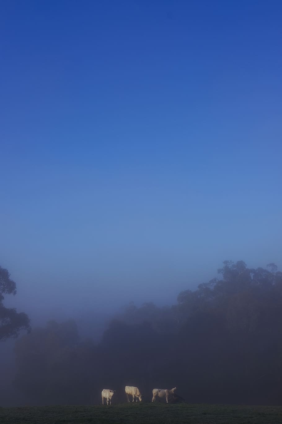 mist, forest, livestock, sky, copy space, field, land, environment HD wallpaper