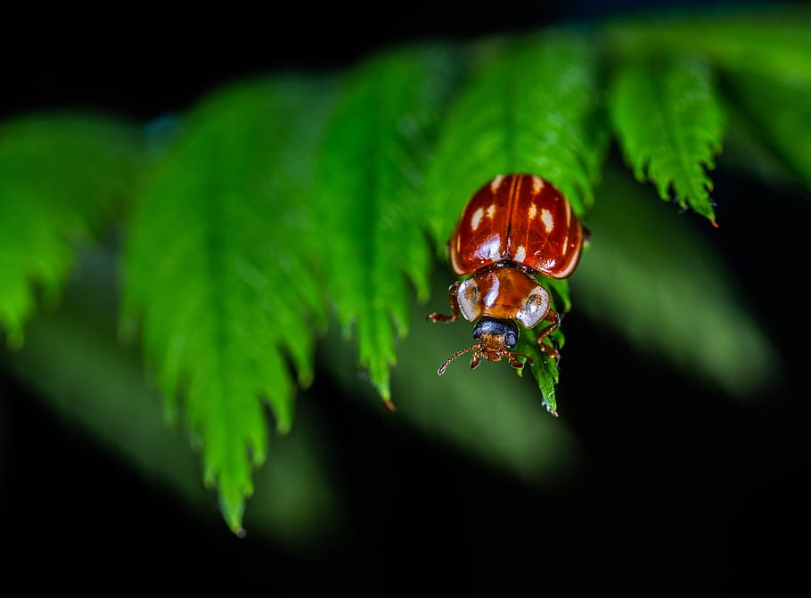 Red Beetle, bug, insect, ladybug, little, macro, close-up, green color HD wallpaper
